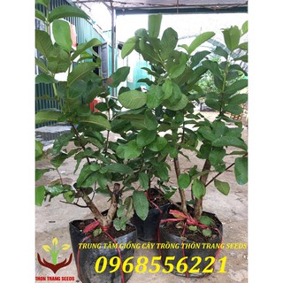 Ổi đài loan chậu to