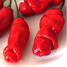 HẠT GIÓNG ỚT CU TÝ GÓI 30 HẠT