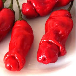 Hạt gióng ớt cu tý gói 30 hạt