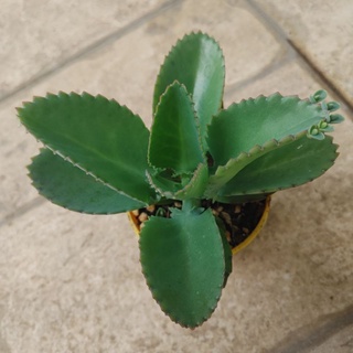 Cây bỏng (sống đời)