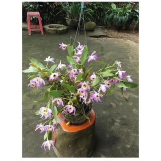 Hoa Lan chuỗi Ngọc sỉ 25k ( 2 bó)