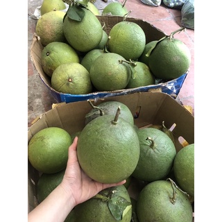 Bưởi Da Xanh 60k/kg
