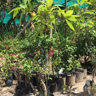 Cây Lộc vừng 1 cốt