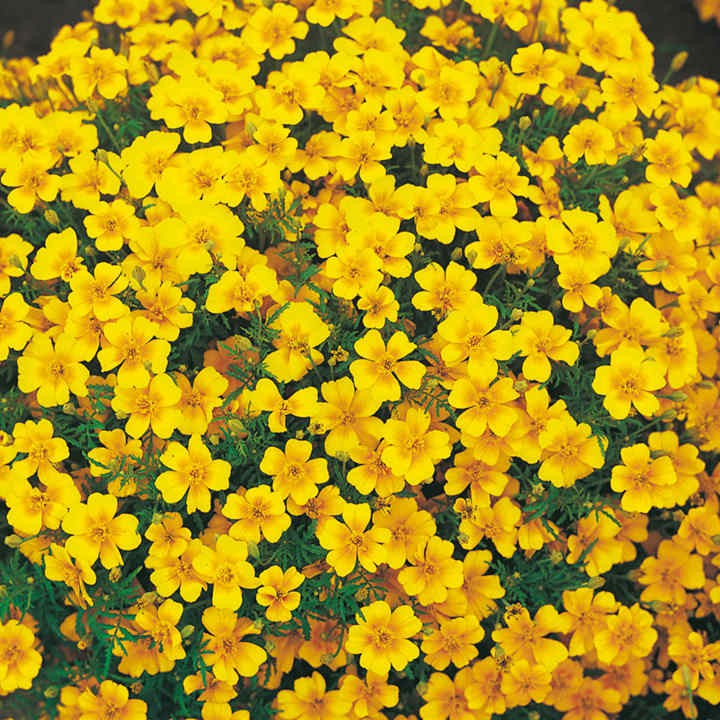 Hạt giống hoa cúc Tagetes đá quý chanh 30h