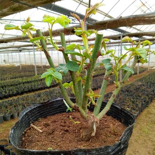 cây giống hoa hồng ngoại gốc đại, giá siêu rẻ [ HƯỚNG DẪN TRỒNG SỐNG 100%]