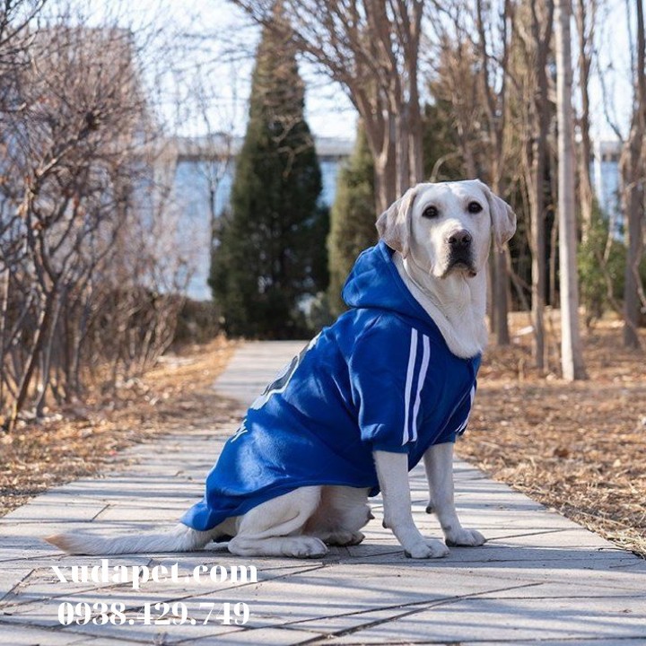 Áo Hoodie Cho Chó Lớn Dog Baby chất liệu thun co giãn cao cấp - Xudapet - SP000611