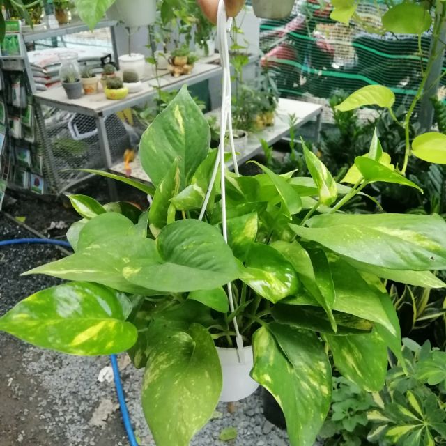 Cây trầu bà xanh mini