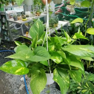 Cây trầu bà xanh mini
