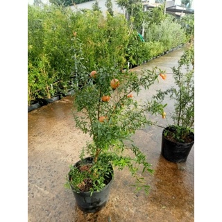 Cây 🌲 Lựu Ấn độ cao 1m2 đang trái