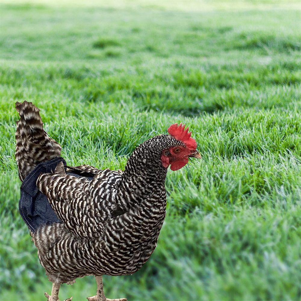 Ellsworth Dây Đai Co Giãn Bảo Vệ Yên Gà Chống Rơi Dễ Giặt