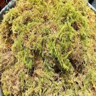 1 BỊCH RÊU rừng ĐÃ KHỬ NẤM-giá thể cho lan và ủ gốc cây SIÊU TỐT