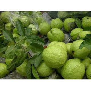 Cây giống ổi tứ quý ( ổi 4 mùa - ổi đông dư - siêu trái )