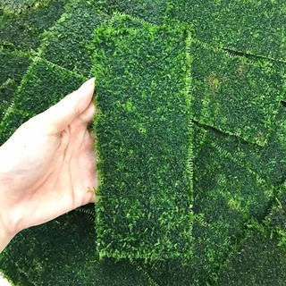 Vỉ Rêu Mini Taiwan 8x20