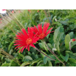 1 chậu hoa đồng tiền cổ đỏ