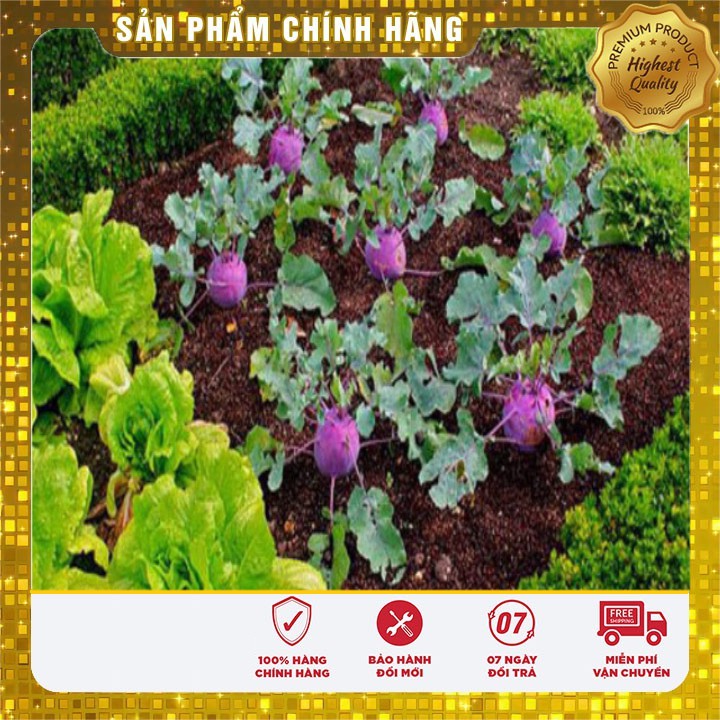 Hạt giống Su Hào Tím trồng quanh năm dễ trồng