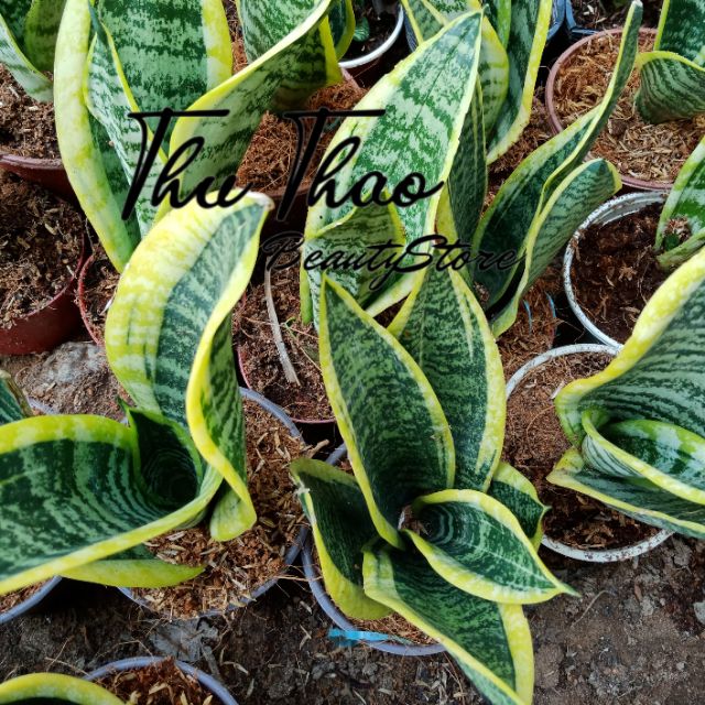 Cây lưỡi hổ viền vàng