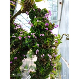 5 khóm lan chân rết, thích hợp bán cạn, terrarium