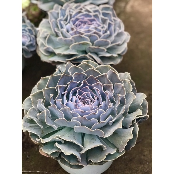 Chậu cải tím Đà Lạt thuần 22-25cm