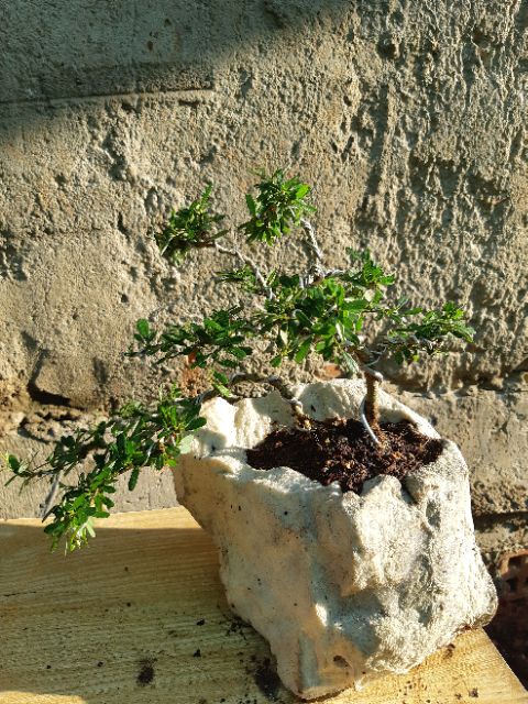 Linh sam bonsai HÒN NON BỘ