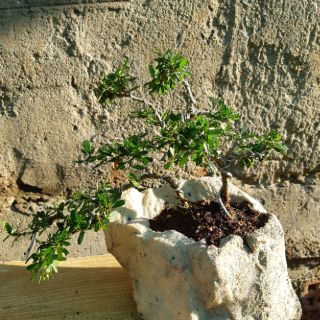 Linh sam bonsai HÒN NON BỘ