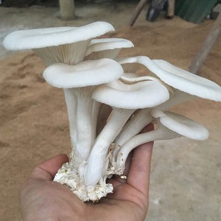 Phôi Nấm Bào Ngư 🍄 cực đễ trồng 🍄