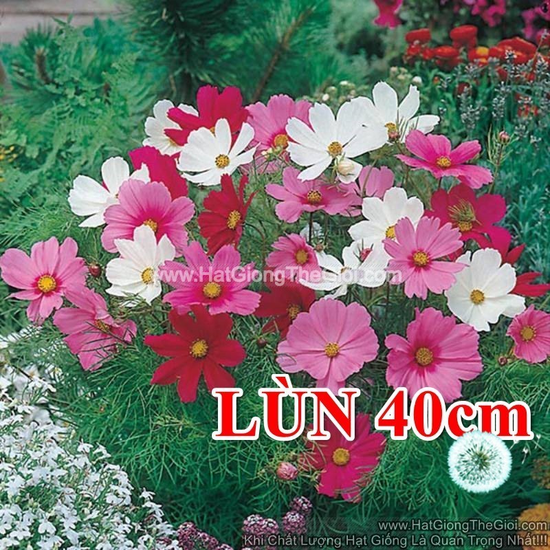 20h Hạt Giống Hoa Cúc Sao Nháy SIÊU LÙN 40cm Mix (C2.104| B13*V32)