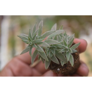 sen đá cỏ trắng mini 2-4cm