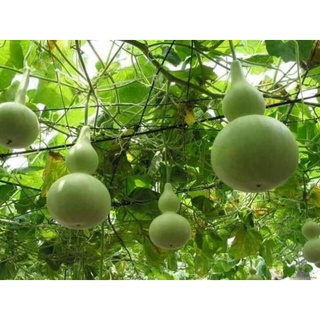 5 hạt bầu hồ lô