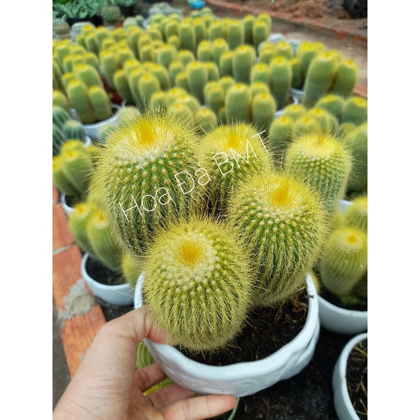 Bụi xương rồng kim huỳnh hoàng size to