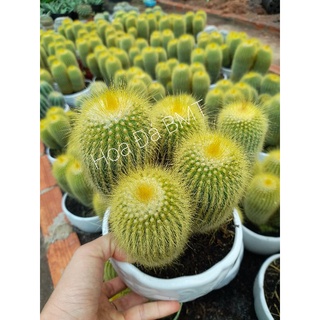 Bụi xương rồng kim huỳnh hoàng size to