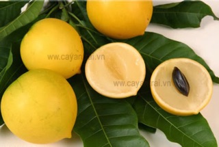 Vú sữa hoàng kim