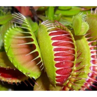 Chậu cây bẫy kẹp bắt mồi - Venus Flytrap