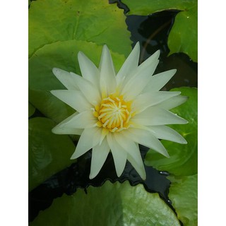 Cây hoa súng Thái Lan - Trắng Tinh Khôi  Josephin Đ-06