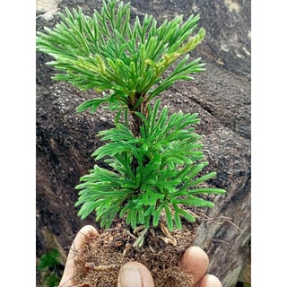 cây trường sinh thảo