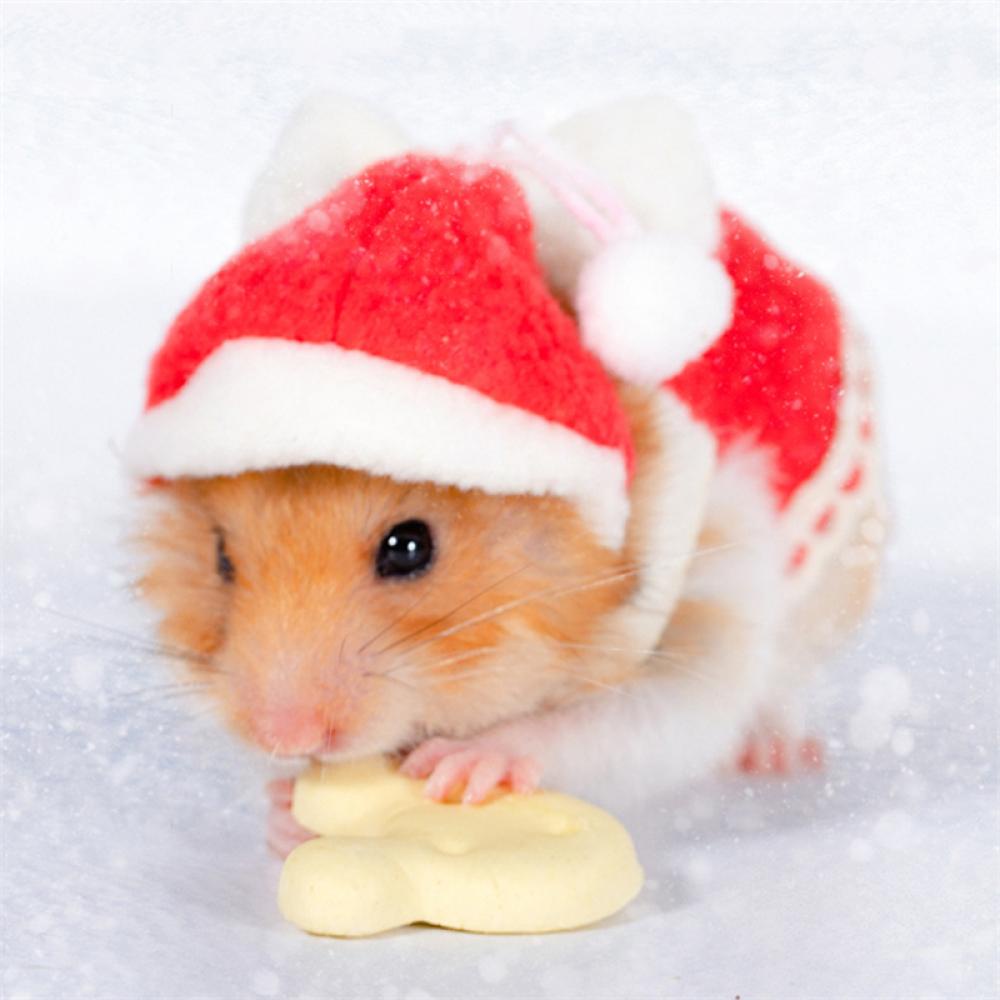 Timekey Áo Vest Kèm Nón Đính Nơ Đáng Yêu Dành Cho Chuột Hamster / Sóc I9Y2