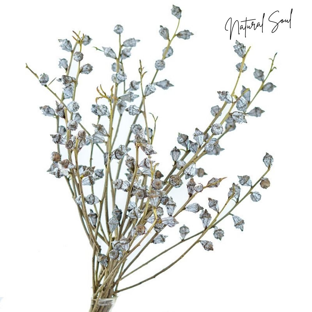 Nụ Hoa Bạch Đàn Khô - Loại Cao Cấp - Shop Natural Soul
