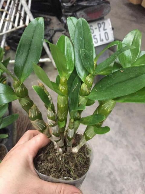 Dendro xuân hoa thơm