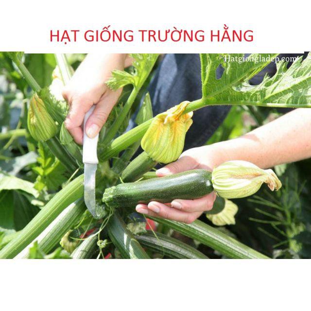 Hạt Giống Bí Ngòi Xanh F1 - 10 hạt