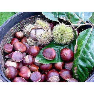 CÂY GIỐNG CÂY HẠT DẺ TRÙNG KHÁNH ,LOẠI HẠT TO, SIÊU QUẢ,SIÊU HẠT, SIÊU KINH TẾ, CAM KẾT GIỐNG CHUẨN F1