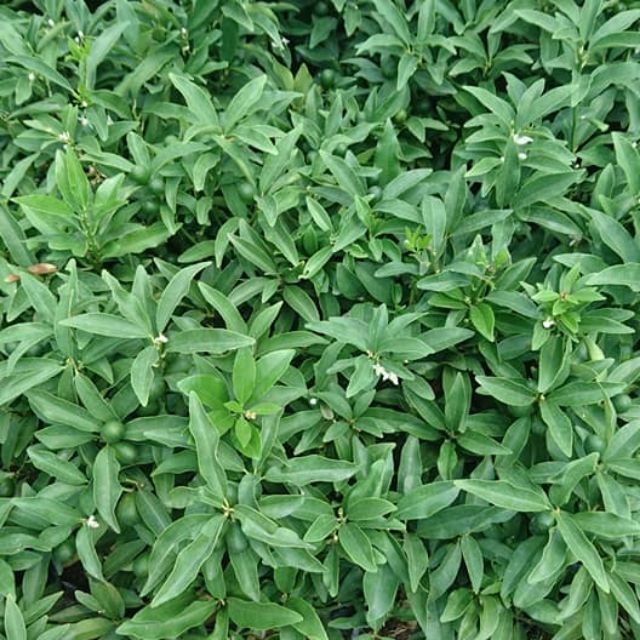 Cây quất ngọt (tắc ngọt)