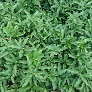 Cây quất ngọt (tắc ngọt)