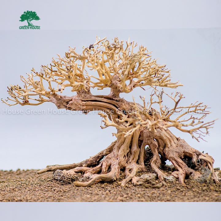 Lũa Bonsai, Lũa thủy sinh dùng trang trí hồ cá cảnh, hồ thủy sinh, văn phòng, nhà cửa (GH-BSR/09)