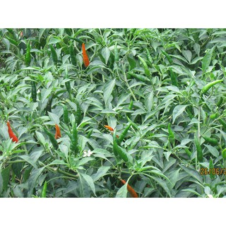 30H - HẠT GIỐNG ỚT HIỂM