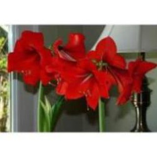 củ lan giống hoa huệ tây MÀU ĐỎ , cây đẹp, giống chuẩn