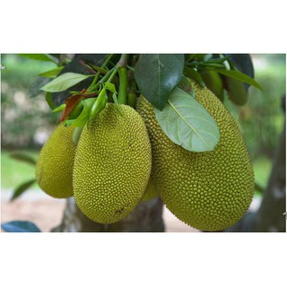 PHÂN BÓN SIÊU TO TRÁI MÍT 500ML