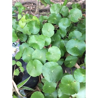 Cây cỏ đồng tiền