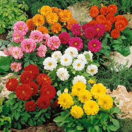 Hạt giống hoa Thược dược mix 50 hạt - tặng kèm 3 viên nén kích thích ươm hạt giống