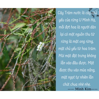 Mật ong rừng U Minh Hạ 500ml