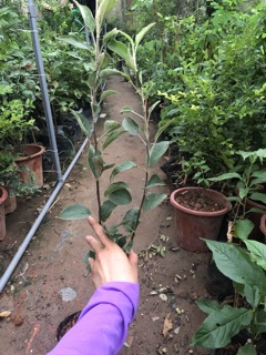 Cây giống Táo Đỏ Mỹ