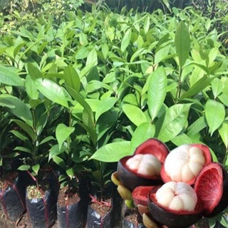 Cây măng cụt giống cây to giống tốt